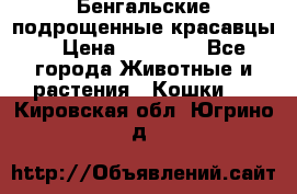 Бенгальские подрощенные красавцы. › Цена ­ 20 000 - Все города Животные и растения » Кошки   . Кировская обл.,Югрино д.